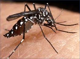 Confirman que ya son tres los casos de dengue en la provincia