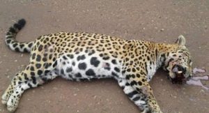 Más de 5000 animales silvestres mueren atropellados por exceso de velocidad en rutas