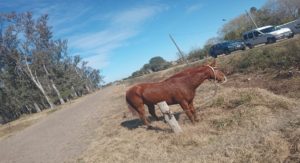 Una yegua robada en Nelson fue recuperada en Laguna Paiva