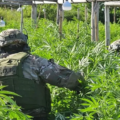 Quemarán la marihuana secuestrada en el vivero narco de Arroyo Leyes