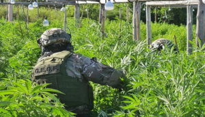 Quemarán la marihuana secuestrada en el vivero narco de Arroyo Leyes