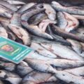 Los Pumas incautaron más de mil peces en distintos procedimientos Arroyo Leyes y Alejandra