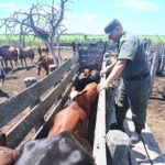 Recuperaron 33 vacunos robados tras un caso de abigeato en la zona rural de Esteban Rams