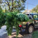 Secuestro de armas, de plantas de cannabis sativa y aprehensión de un hombre en San Justo