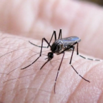 Se confirmó la presencia del vector transmisor del dengue en 43 barrios de la ciudad de Santa Fe