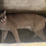 Rescataron y liberaron un Puma en el sur de la provincia de Santa Fe que había ingresado en un domicilio