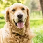 Día del Animal: ¿por qué se conmemora este miércoles 29 de abril?