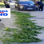 Fue aprehendido en Laguna Paiva cuando transportaba en bicicleta 39 ramas de plantas de cannabis