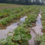 La producción hortícola en Santa Fe se vio muy afectada por la inundación y anticipan aumentos