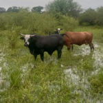 Más de un millón de hectáreas están bajo agua y las pérdidas son millonarias en el norte santafesino
