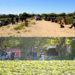 Piden 8 años de prisión para un productor acusado de explotar a trabajadores en un campo de frutillas en Santa Fe