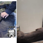 Un rescate a tiempo permitió asistir a una perra galga herida en Recreo
