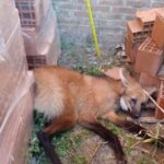 Rescataron un aguará guazú que se había escondido en un corralón de Humboldt