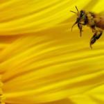 Hoy se celebra el Día Mundial de las Abejas