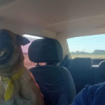 El emotivo reencuentro entre un hombre y su perro perdido que es viral en Santa Fe