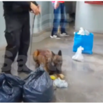 Controles en las cárceles: detectaron marihuana y cocaína ocultas entre pertenencias de visitantes al penal de Las Flores