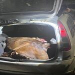 Dos aprehendió por un hecho de abigeato en la zona de Arroyo Leyes
