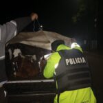 Detuvieron a un hombre por transportar ganado sin documentación en la localidad santafesina de Emilia