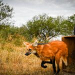 Tras ser rehabilitados en La Esmeralda, liberan ejemplares emblemáticos de la fauna santafesina