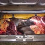 Mujer aprehendida y secuestro de 400 kilos de carne equina en Empalme San Carlos