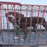 Detuvieron a un hombre tras golpear a un pitbull con un palo en la ciudad de Santa Fe