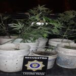 Secuestro de plantas de marihuana y traslado de un hombre a la comisaría de Laguna Paiva