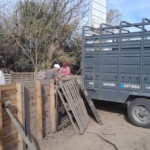 Intervinieron un criadero de cerdos en Santa Fe  y retiraron todos los animales tras confirmarse casos de triquinosis