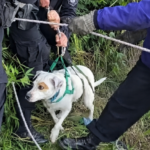Bomberos Zapadores de Rosario y personal de la UR II rescataron a un perro desde una barranca sobre el Río Paraná