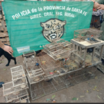 Rescataron más de 20 aves silvestres que estaban en cautiverio en Nueva Lehmann