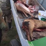 Los Pumas secuestraron ejemplares de ciervo Axis y chancho cimarrón en San Javier