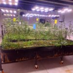 En Malabrigo secuestraron 648 plantas de marihuana, 336 gajos, más de 3 kilos de flores de cannabis y dinero en efectivo