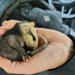 La Policía Ecológica de Santa Fe rescató una cría de comadreja y la trasladó para su atención veterinaria