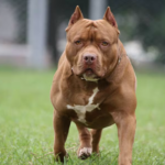 Una niña de dos años fue atacada por un perro pitbull  en Córdoba y debió ser trasladada a Santa Fe