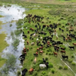 Por la crecida del Paraná, productores evacúan su ganado en Santa Fe