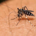 Santa Fe informó el primer caso de dengue de la temporada