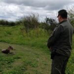 Apareció un puma en una casa de María Luisa