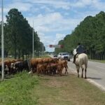 Trasladan ganado en la ruta 1 en el norte santafesino por la crecida del rio Paraná