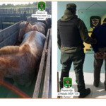 Denunciaron el robo de ocho caballos en Cululú y la policía rural lo recuperaron en San Cristóbal